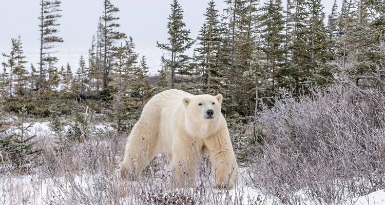 Un ours polaire marchant à travers une forêt couverte de neige.
