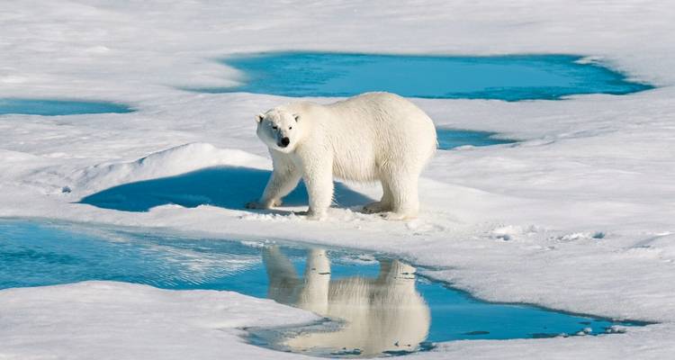 Ours polaire marchant sur la glace qui fond.