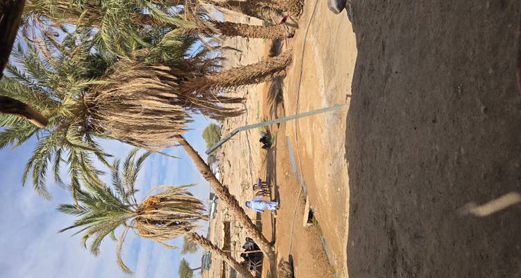 Informele momentopname van een eenvoudige woestijnoase met overhellende palmbomen en een paar mensen die rusten in de schaduw.