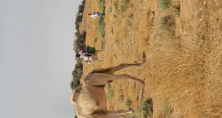 Een berijder en gids met kamelen bewegen zich door schaarse woestijnstruiken op een wazig dag.