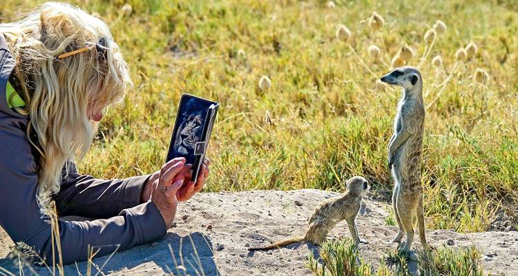 Une personne photographiant des suricates dans l'herbe.
