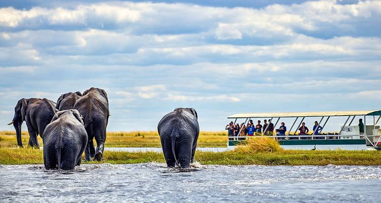 Éléphants marchant dans l'eau près d'un bateau avec des passagers.