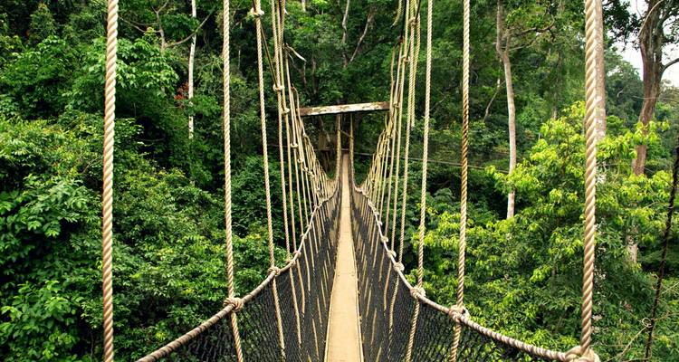 Suspension bridge in a lush green forest setting.