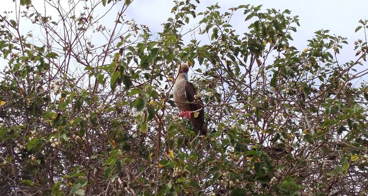Oiseau perché au sommet des branches contre un ciel nuageux.