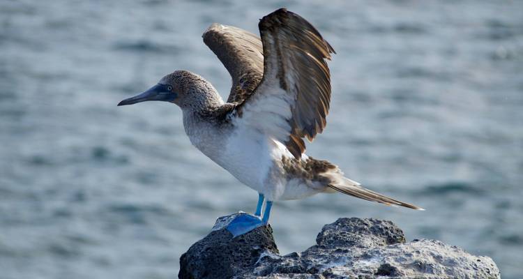 Fou à pieds bleus aux ailes déployées perché sur des rochers.
