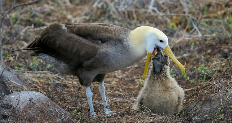 Albatros nourrissant son poussin sur un nid.