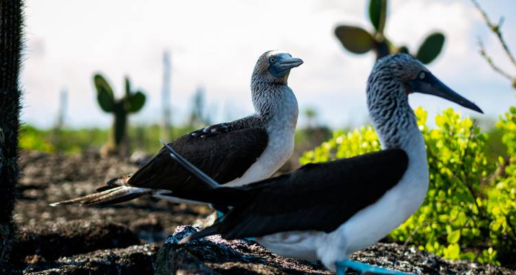 Deux fous à pieds bleus perchés sur un paysage rocheux.
