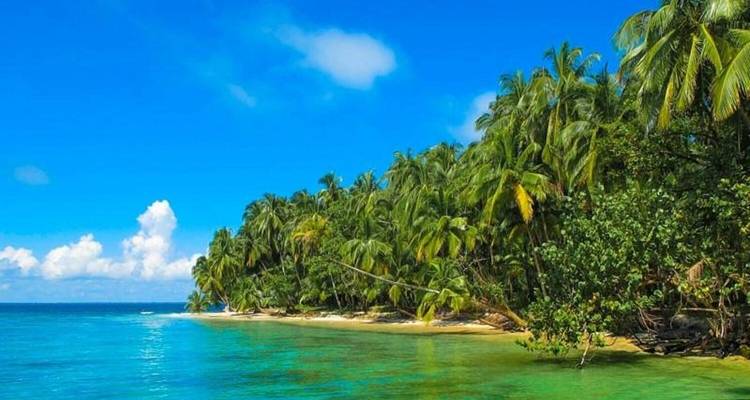 Een tropisch strand met weelderige palmbomen en helder blauw water.