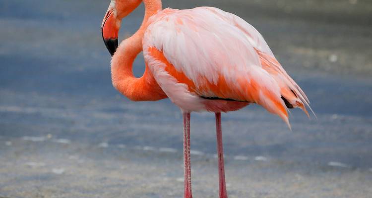 Gros plan d'un flamant rose aux plumes roses éclatantes sur un fond sablonneux.