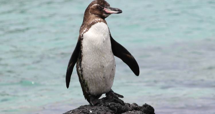 Pingouin debout sur un rocher au bord de la mer avec de l'eau claire visible.