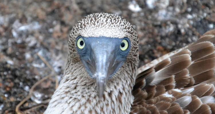 Vue rapprochée d'un oiseau avec des yeux bleus saisissants et des plumes détaillées.