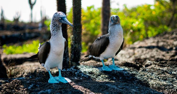 Couple de fous à pieds bleus sur terrain rocheux avec végétation.