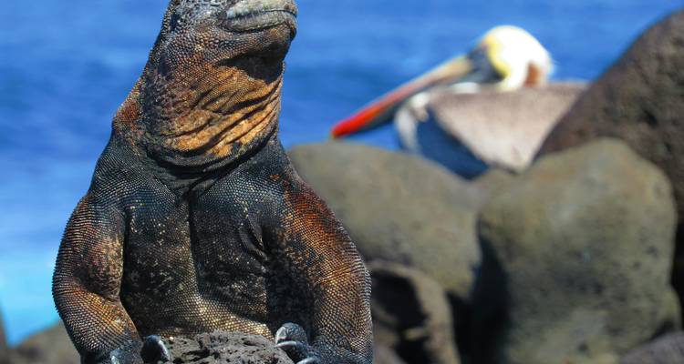 Iguane marin assis sur des rochers avec l'océan en arrière-plan.