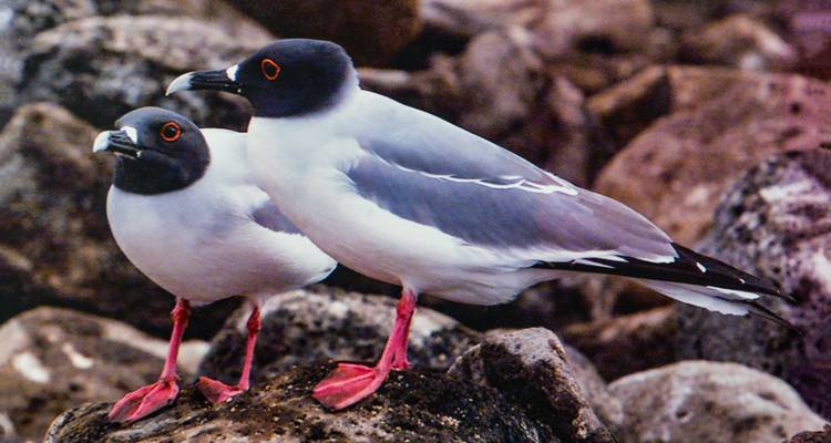 Deux mouettes perchées sur des rochers.