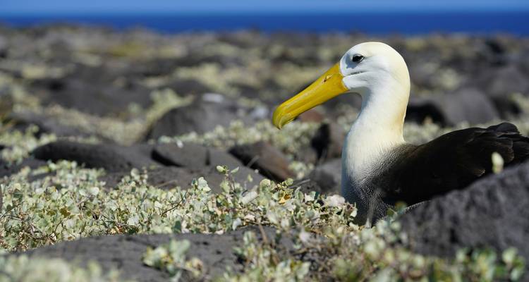 Albatros ondulé sur un paysage avec une végétation basse et des rochers.