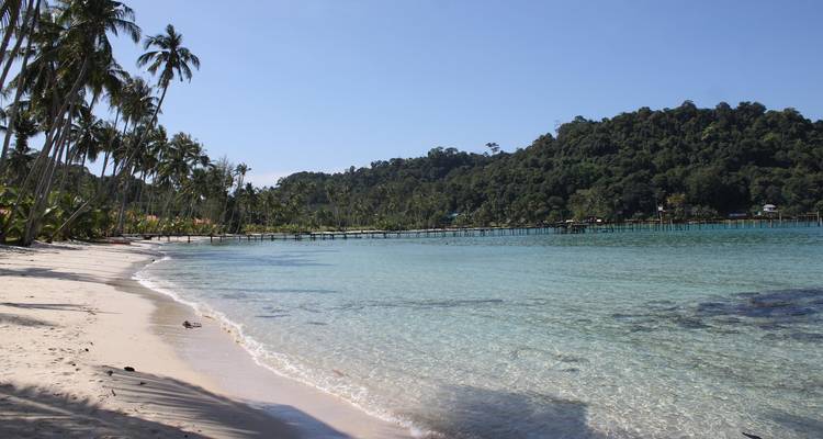 Sandy beach with palm trees and a forested hill.