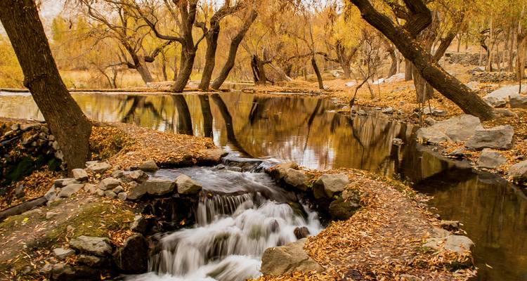 Petite cascade coulant à travers un bosquet automnal avec des feuilles dorées tapissant le sol