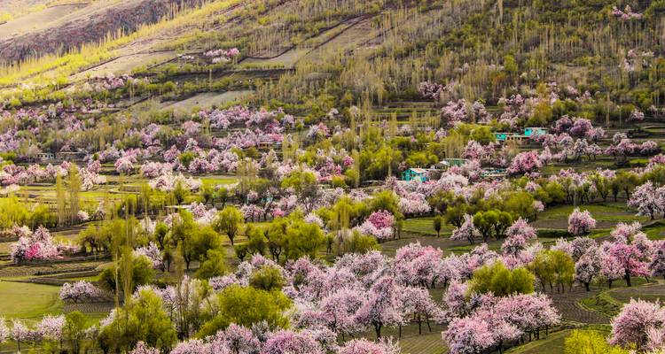 Vallée recouverte de fleurs d'abricotier roses et d'arbres verts frais s'étendant vers les terrasses et les collines
