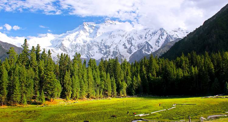 Claro de Prados de Hadas Verdosos enmarcado por pinos altos con el telón de fondo nevado del Nanga Parbat.