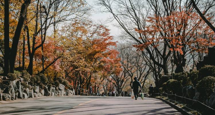 Des gens marchant sur un sentier bordé d'arbres avec un feuillage d'automne.