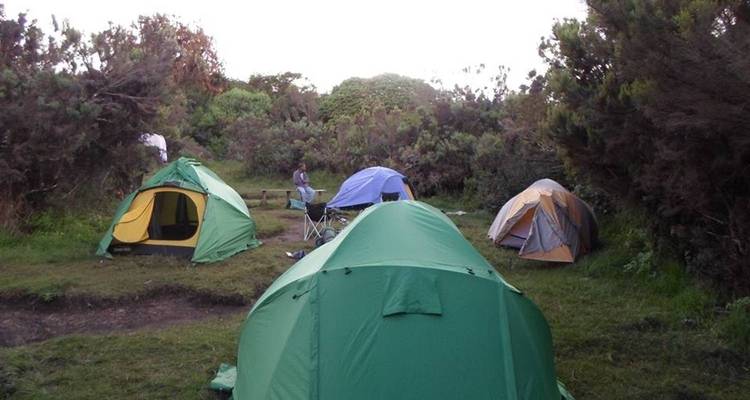 Petites tentes vertes et jaunes installées sur un terrain de camping herbeux entouré de buissons