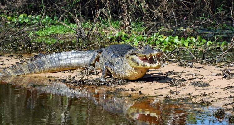 Large caiman resting on a sandy riverbank with reflections in the water