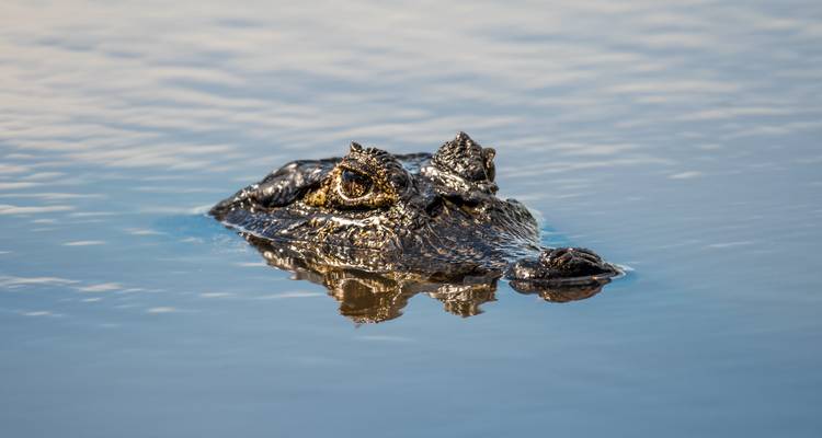 Caiman head poking above calm blue water with reflection