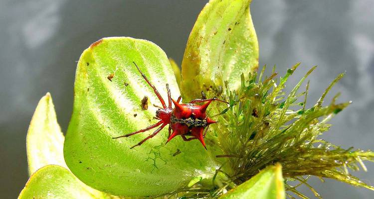 Bright red spiny spider on a green leaf with mossy textures behind