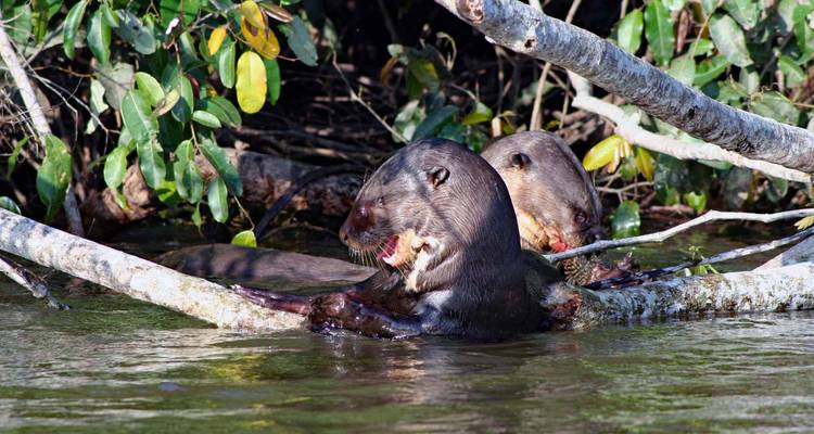 Pair of giant river otters eating fish on a fallen tree over water