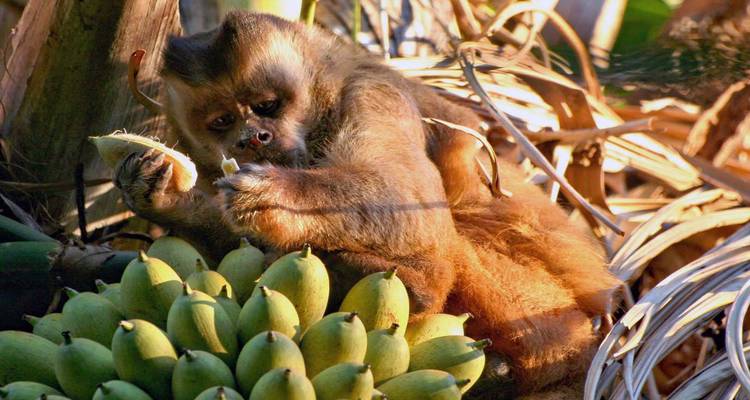 Capuchin monkey eating fruit beside a pile of green bananas in the jungle light