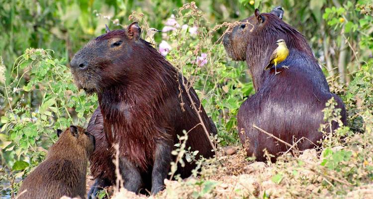 Group of wet capybaras on a riverbank with a yellow bird perched on one