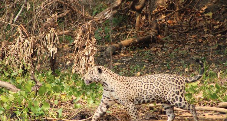 Wild jaguar prowls along a leafy riverbank in Brazil’s Pantanal wetlands.