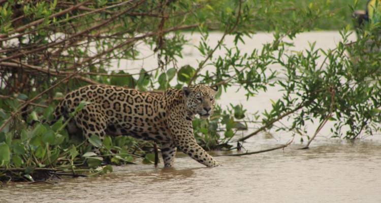Jaguar steps cautiously into a muddy river surrounded by dense green vegetation.