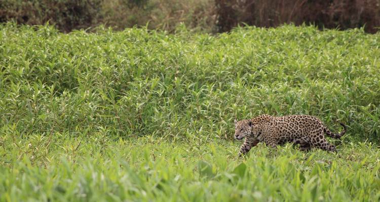 Jaguar crosses a lush green field, partially concealed by tall grass.