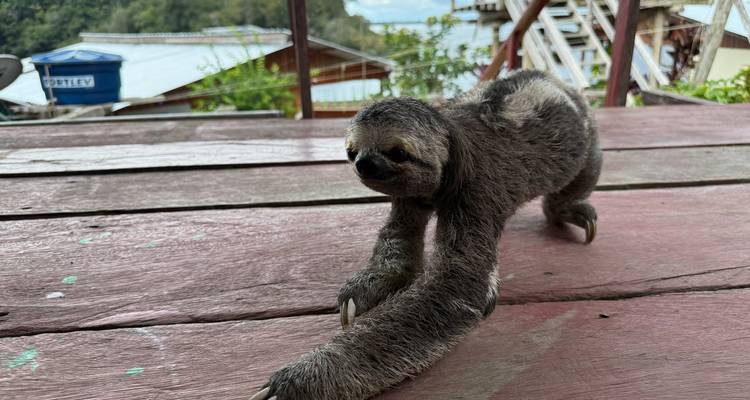 Paresseux marchant sur une terrasse en bois à l'extérieur avec de la verdure en arrière-plan.
