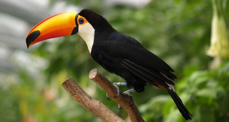 Gros plan d'un toucan aux couleurs vives perché sur une branche.