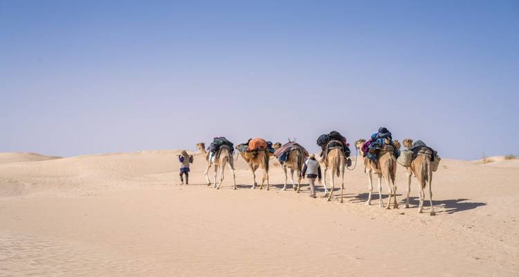 A group of people leading camels through the desert.