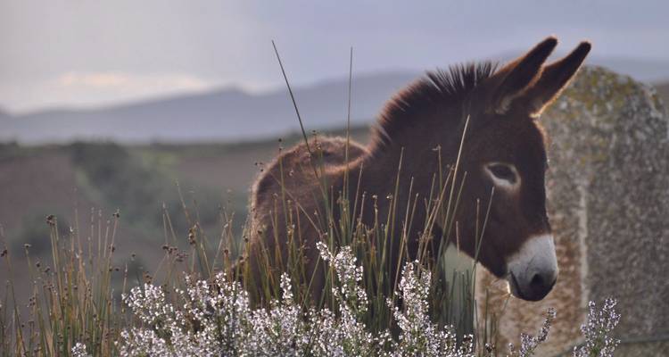 A donkey grazing in a field.
