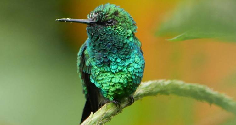 Gros plan d'un colibri coloré perché sur une branche.