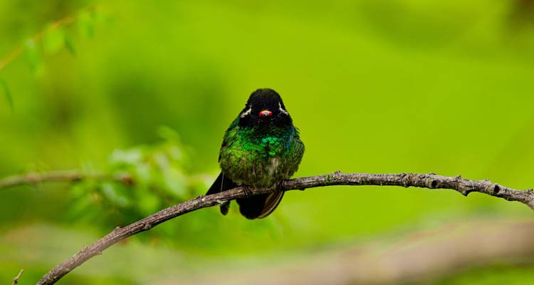 Colibri perché sur une branche avec un arrière-plan vert.