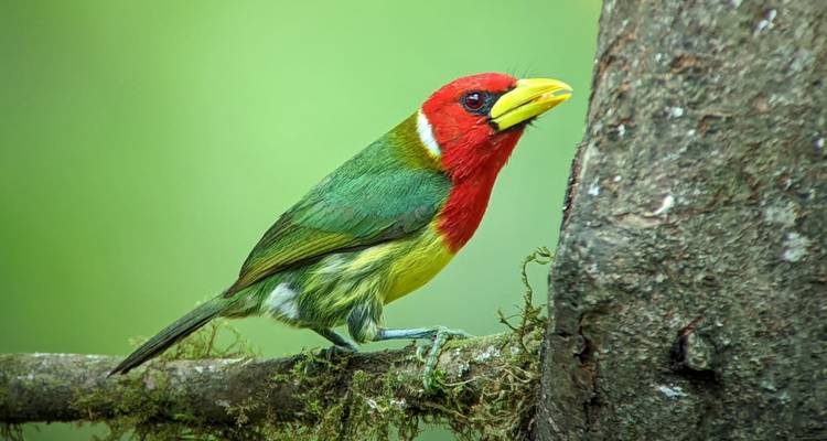 Oiseau au plumage rouge et vert perché sur une branche.