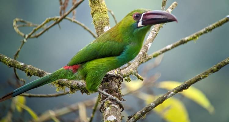 Oiseau vert et rouge perché sur une branche parmi le feuillage.