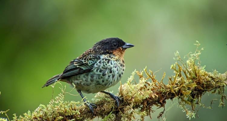 Petit oiseau coloré avec des plumes détaillées sur une branche moussue.
