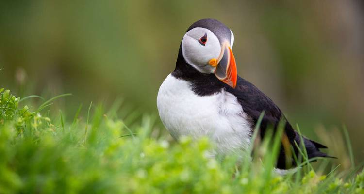 Gros plan d'un macareux debout dans l'herbe.