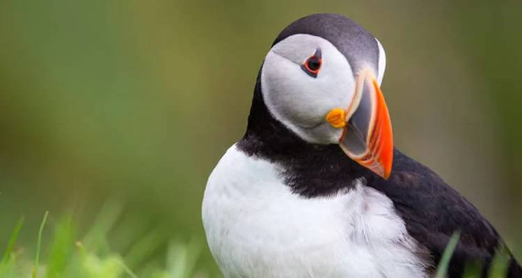 Portrait rapproché d'un macareux moine de l'Atlantique se tenant debout sur de l'herbe verte avec un arrière-plan flou et délicat.