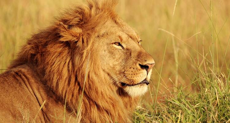 Lion se reposant dans les prairies.