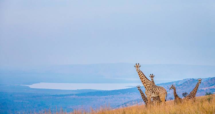 Girafes marchant à travers la savane avec vue sur l'eau au loin.