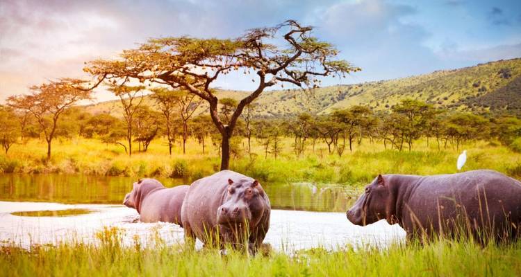 Hippopotames dans un lac entourés d'un paysage de savane.