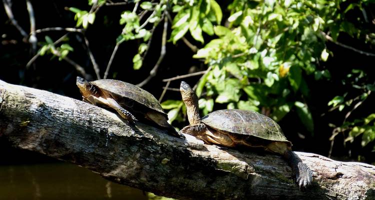 Deux tortues sur une bûche au bord d'une rivière dans un environnement luxuriant.