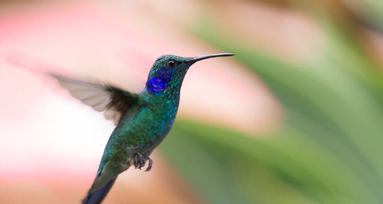 Colibri en plein vol sur fond coloré.